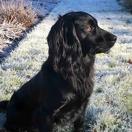 Castle Wing Barmeath Estate 度假居